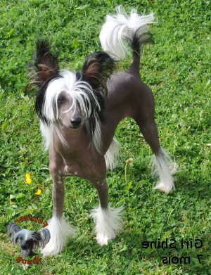 Girl shine du domaine de Cha Su Bao