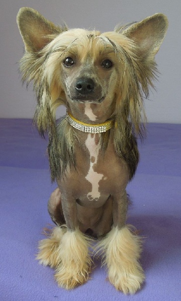 Jade Du Domaine Forever Young