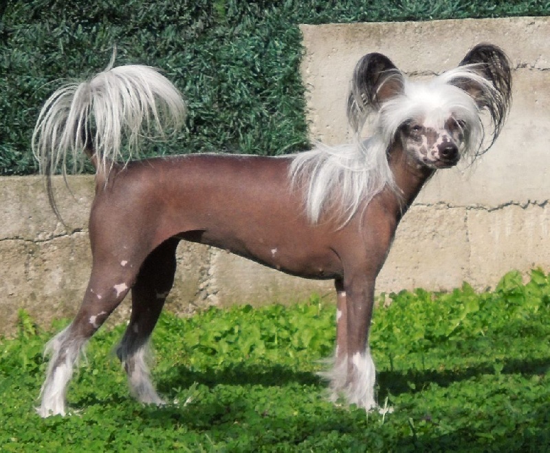 Incredible girl Du Domaine Forever Young