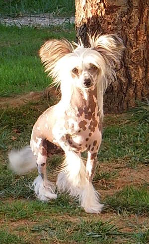 Jaymee lee Du Domaine Forever Young